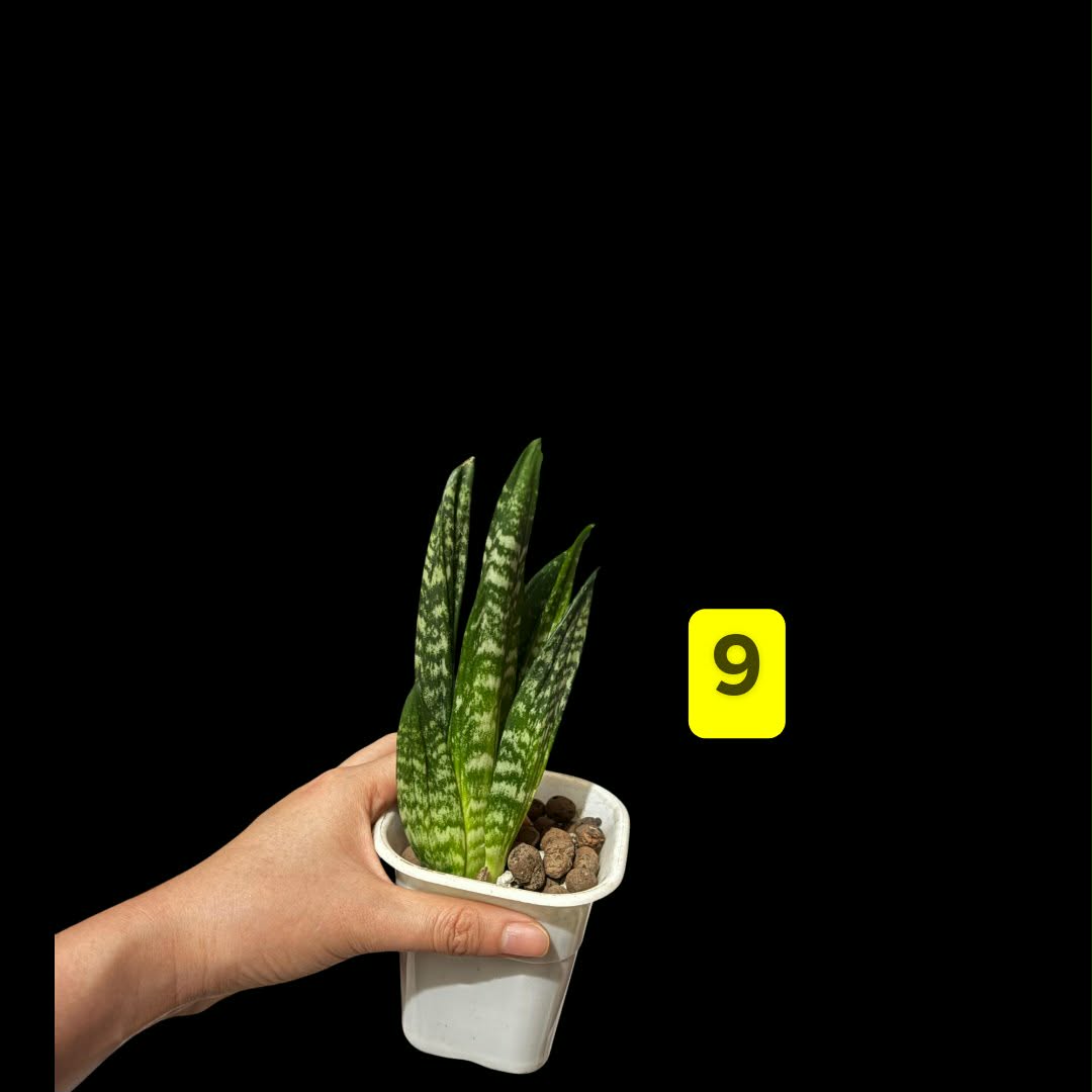 Hahnii Gaster Sansevieria Hahnii Gaster Sansevieria Indoor Plant Seeds -  Lazada | Lazada PH