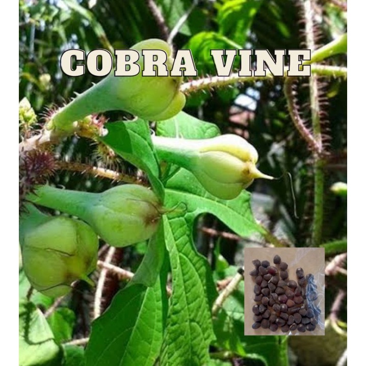 Cobra Vine Wonder Herb buy one get one free, 50 seeds (not plants