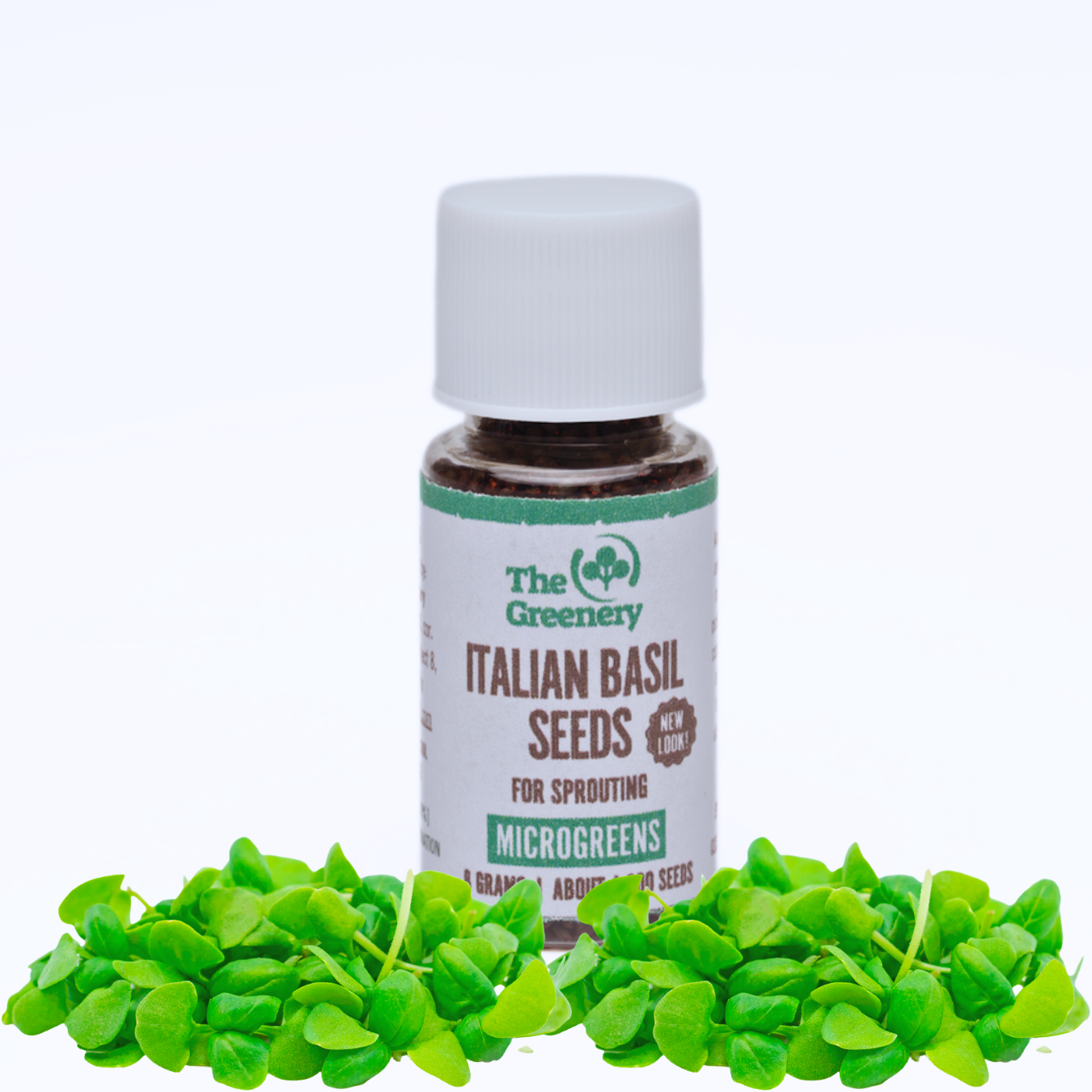Italian Basil Seeds For Sprouting Microgreens Lazada PH