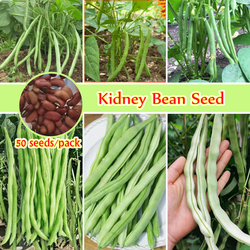 50 seeds Organic Kidney Beans Seed Veggies Seed Culinary Herb Seeds
