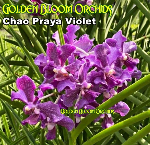 Internetda jinsiy aloqada bolgan yapon xotinlari Busty qora sochli hayvon Nikki tashqarida qora yigitni soradi va ichkarida becerdin!