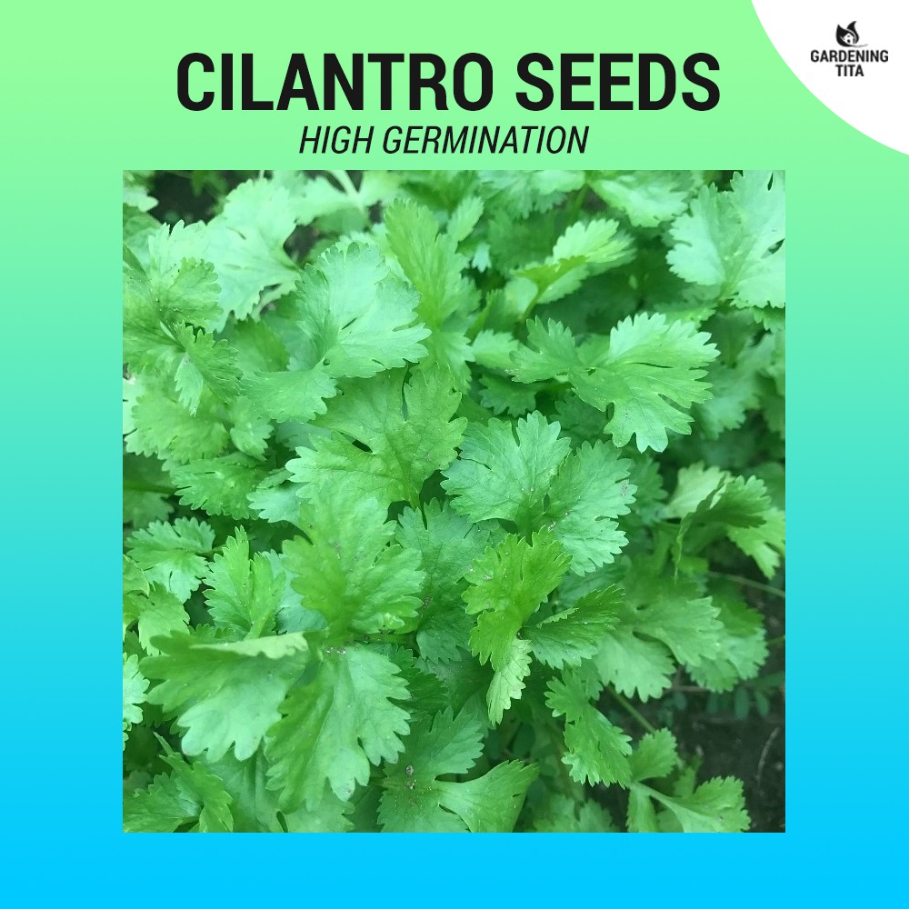 Cilantro / Wansoy / Coriander seeds 65 pcs Lazada PH