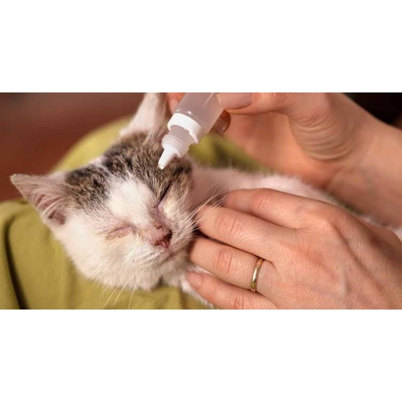 Reptiles house Gentamicin Eye Drops for Pet Cat Dogs Chicken Pigeon