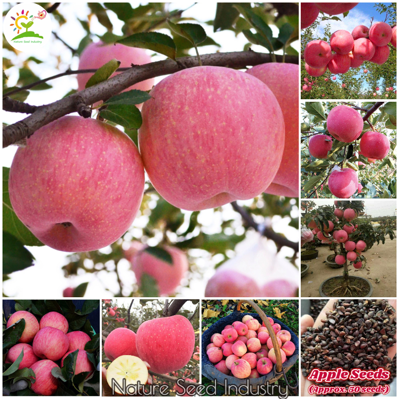 easy-to-grow-dwarf-apple-tree-seeds-for-planting-50-seeds-bag