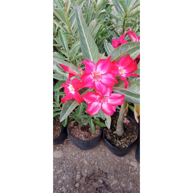 ROOTSTOCK Adenium Desert rose with root ( kalachuchi )Hoc Lazada PH