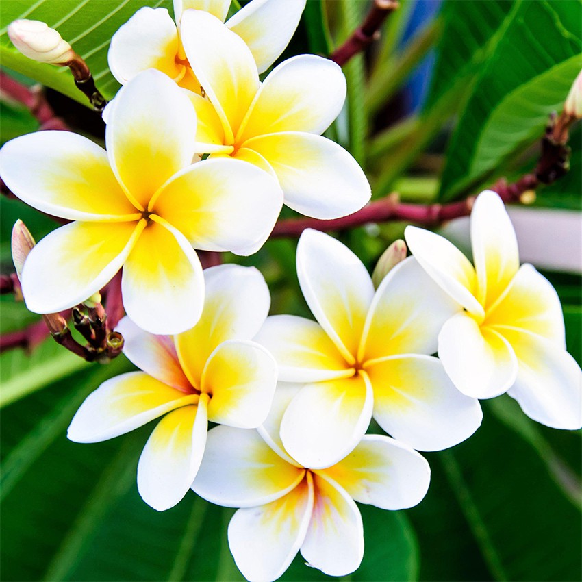 kalachuchi plumeria flower tree seeds frangipani 50 seed | Lazada PH