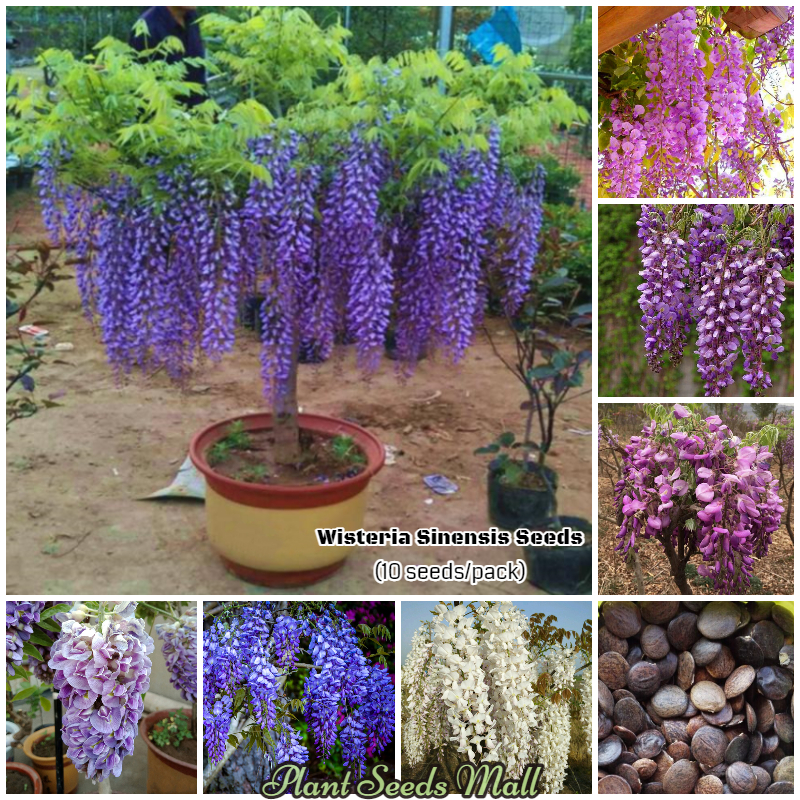 [Local Ready Stock] Good Quality Wisteria Sinensis Plant Seeds for Sale