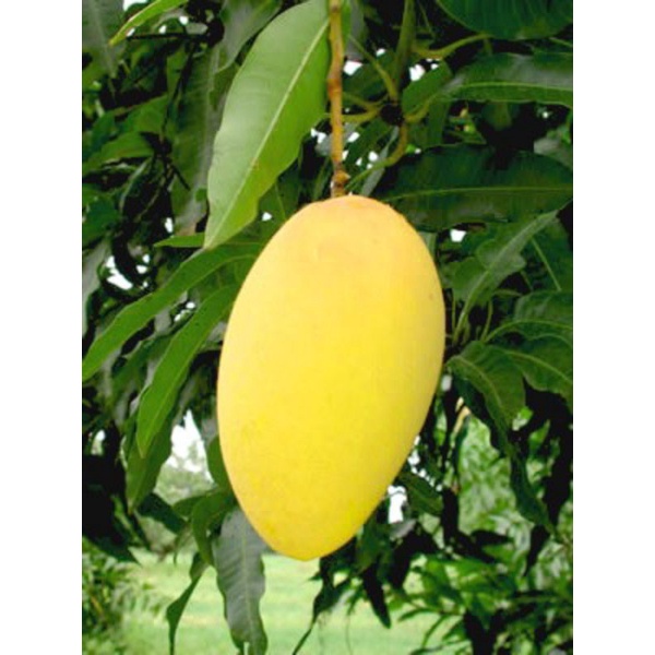 Carabao mango Tree (Philippine mango) Lazada PH
