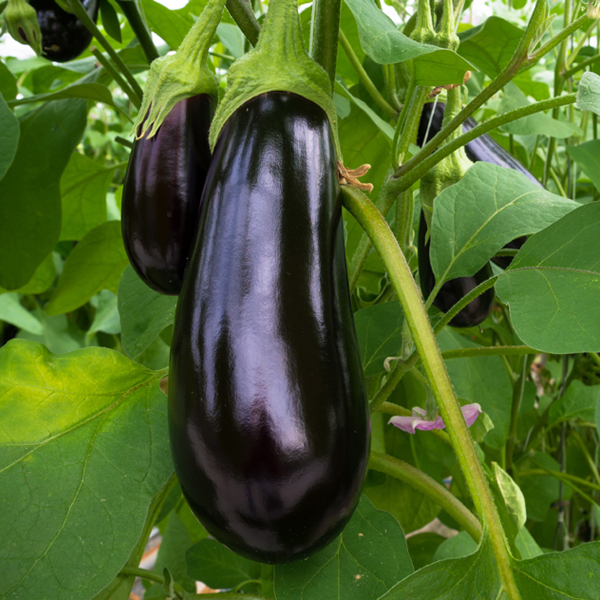 Italian Black Nadia Eggplant Seeds Eggplant Black Nadia Seeds (It's