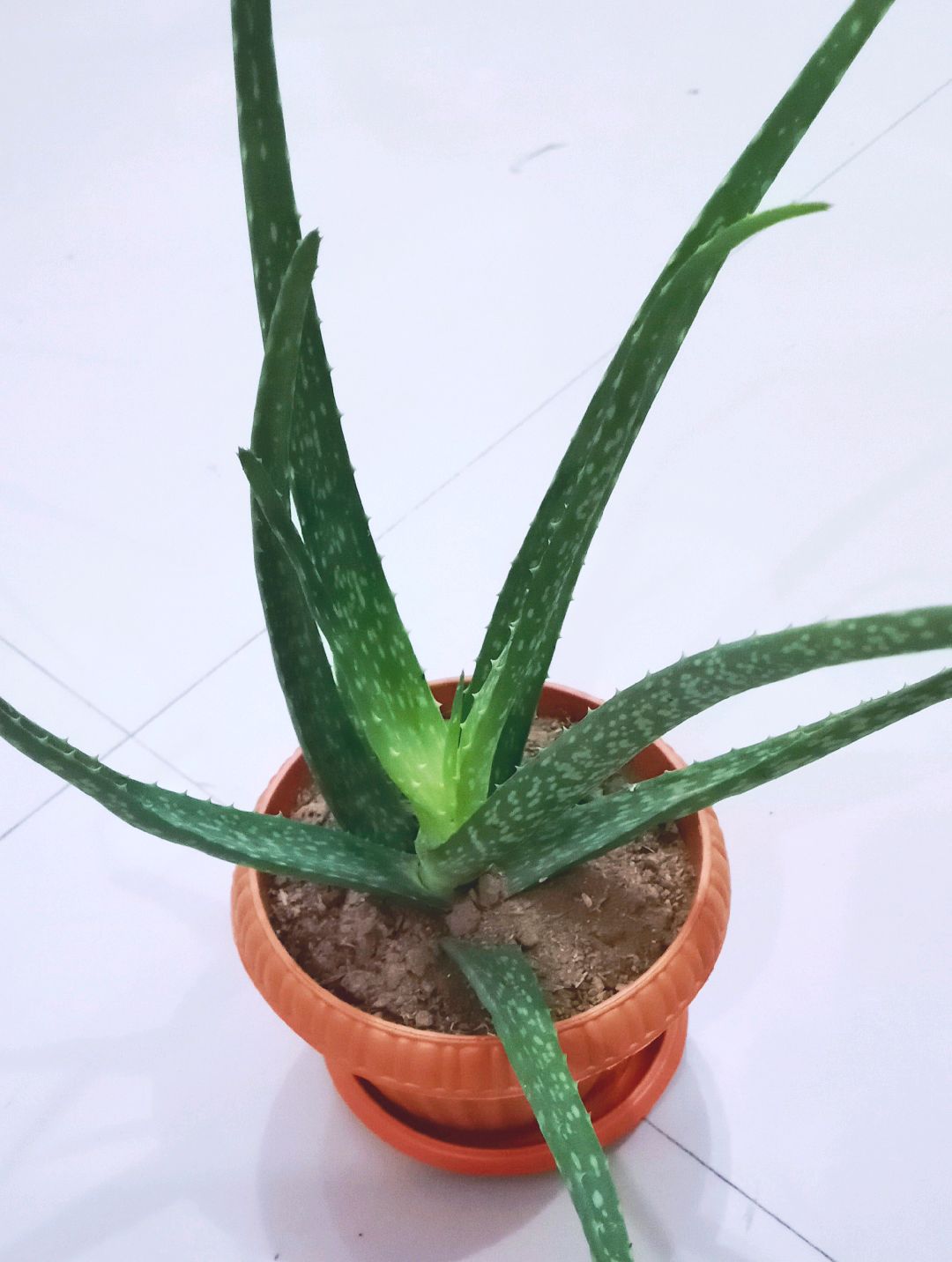 UPROOTED OR BARE ROOT indoor plant/herbal plant, aloe vera actual