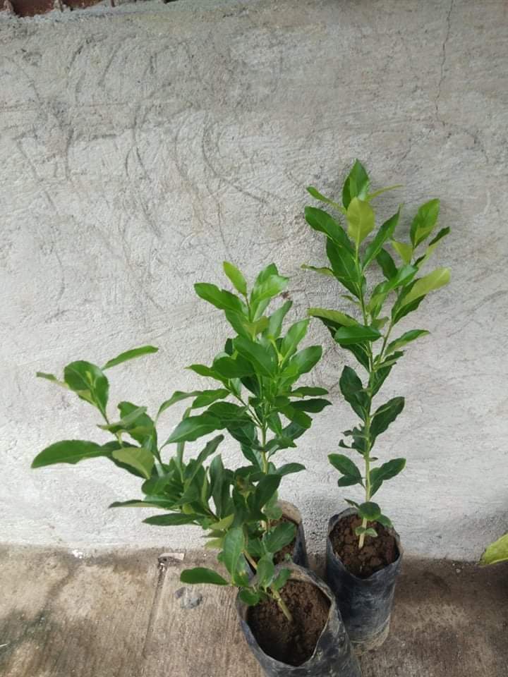 American Lemon tree Lazada PH