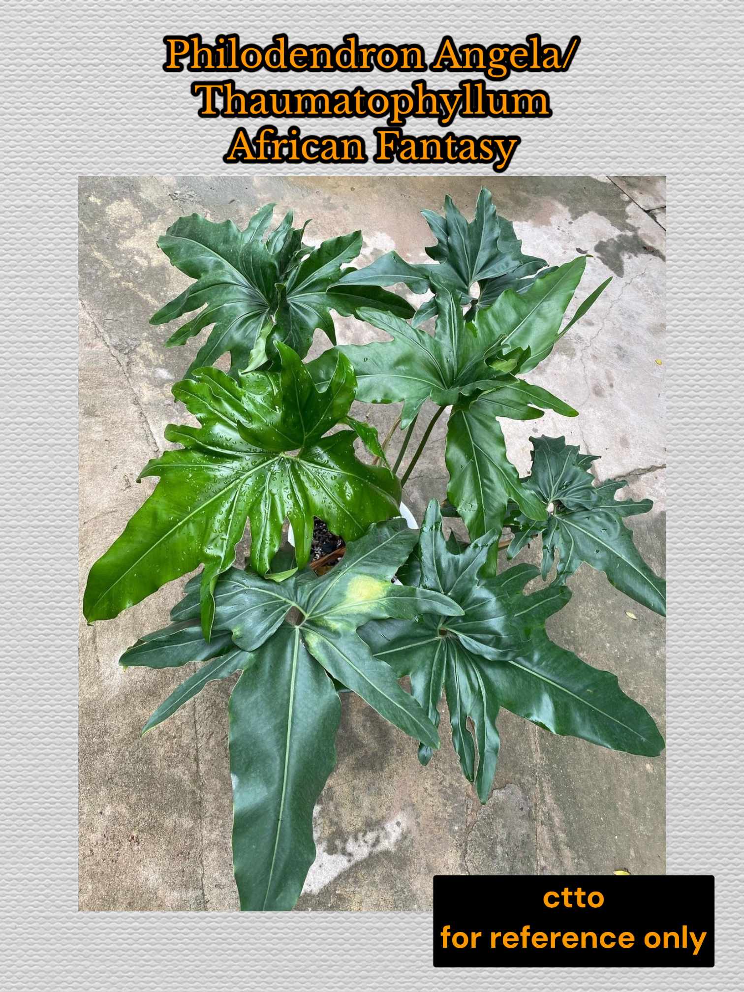 Angela or Thaumatophyllum African Fantasy Philodendron Indoor Plant Seeds  Philodendron Letter B - Lazada | Lazada PH