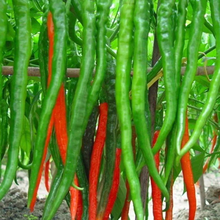 300Home Garden Rare Giant Spices Red Spicy Chili Pepper Seeds Vegetable Plant A! 
