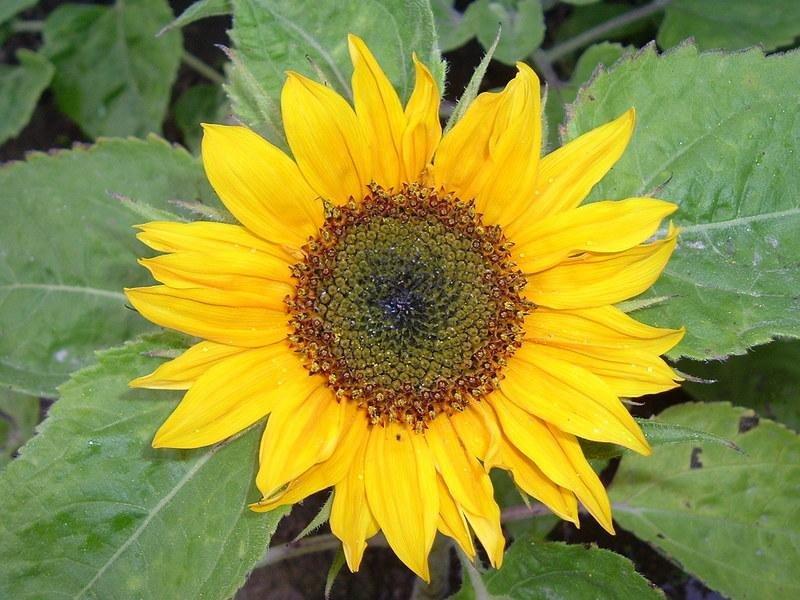 Big Smile Sunflower Seeds Lazada Ph