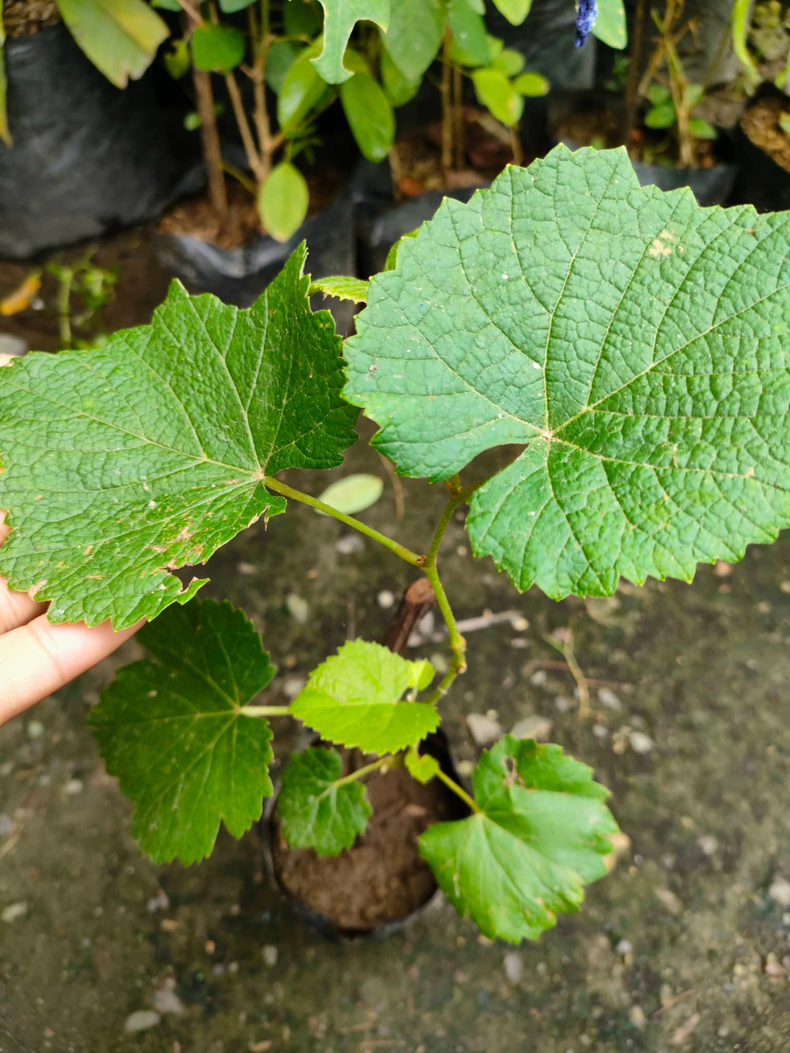 Green Cardinal Grapes Plants-Rooted Plants-Real Plants or Live Plants ...