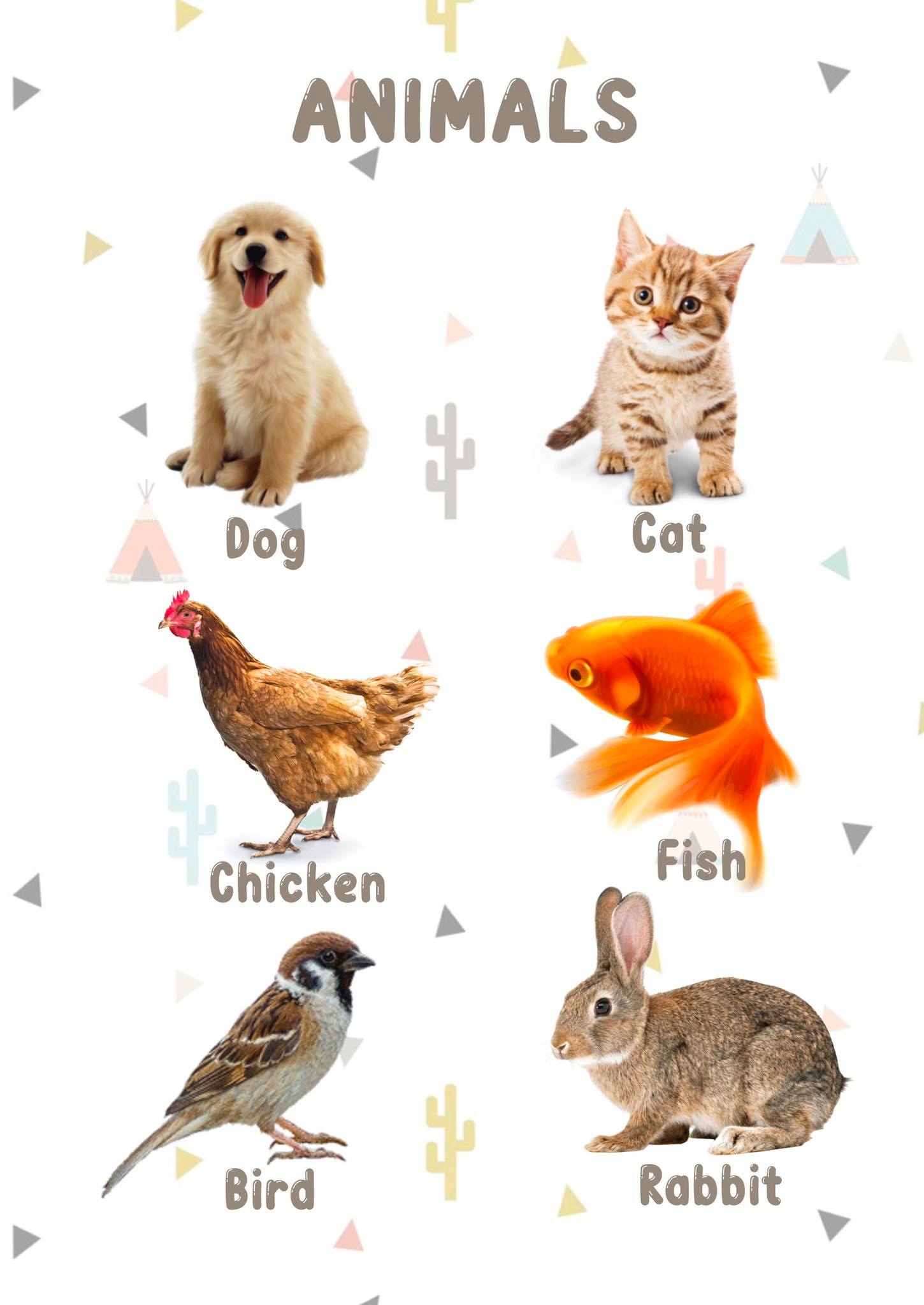 aesthetic-educational-chart-for-toddler-a4-laminated-pet-animals