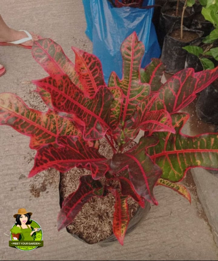 Croton Red Airplane (included pot, pebbles and soil) Lazada PH