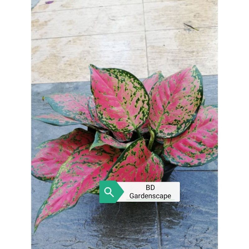 seeds Aglaonema, Etta Rose, red pinkish foliage, (live plant)