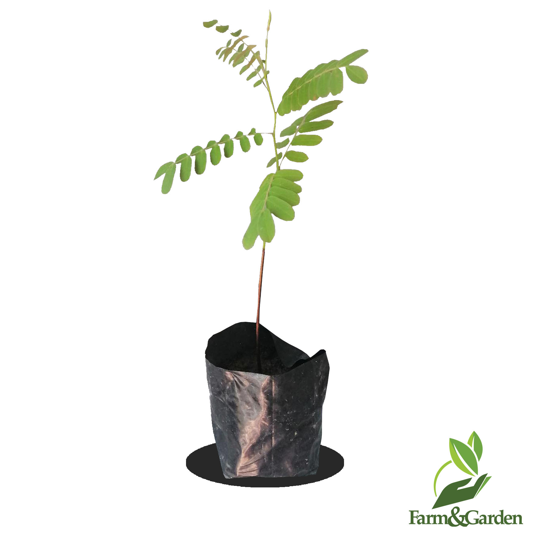 Palawan Cherry Blossom Approx 10 Inches 1 Seedling Lazada Ph