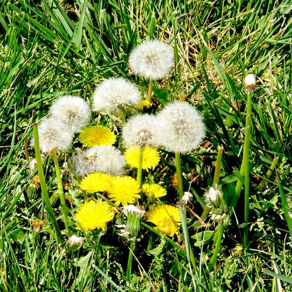 Dandelion Flower Seeds Lazada PH