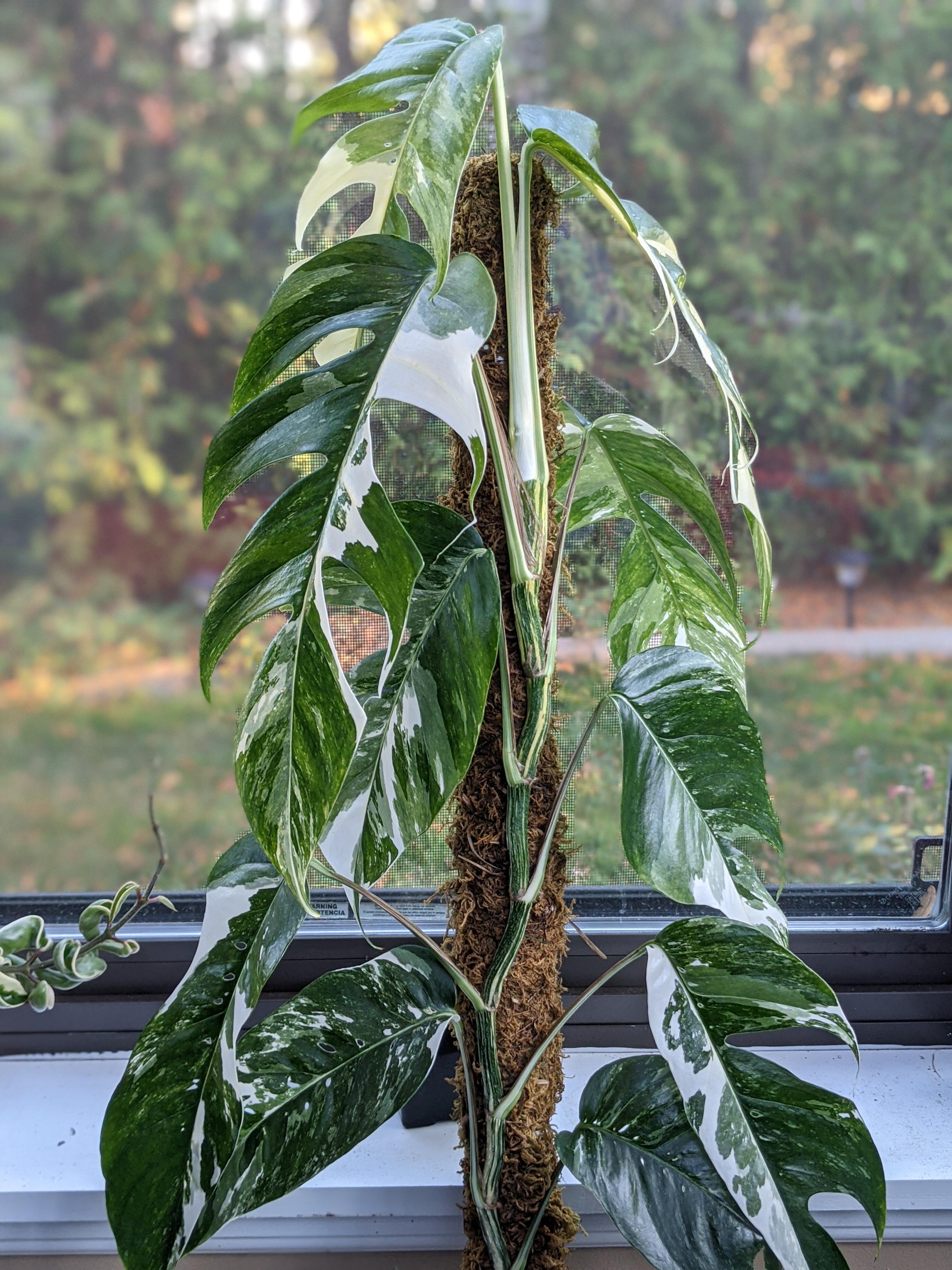 HUGE Epipremnum Pinnatum Albo Variegata (Actual Plant First Pics) – Kens  Philodendrons