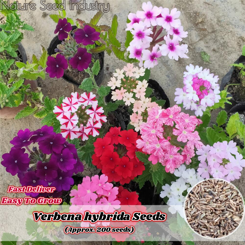 [Fast Germination] Verbena hybrida Seeds for Planting (200 seeds/bag