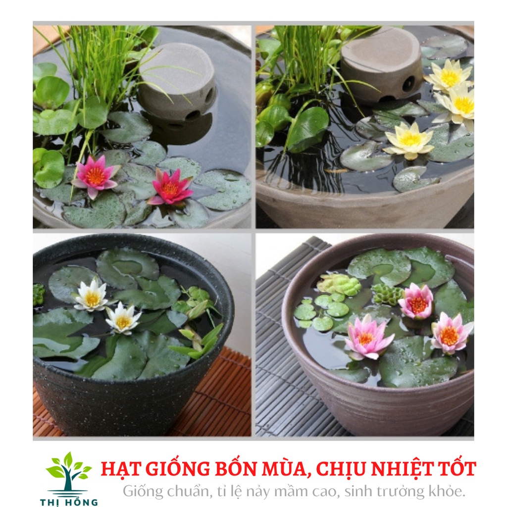 Hạt giống hoa súng mini nhiều màu 5H ( xuất xứ Nhật Bản)