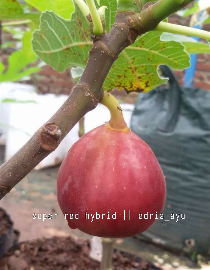 Super Red Hybrid Fig Plant Seeds Lazada Ph