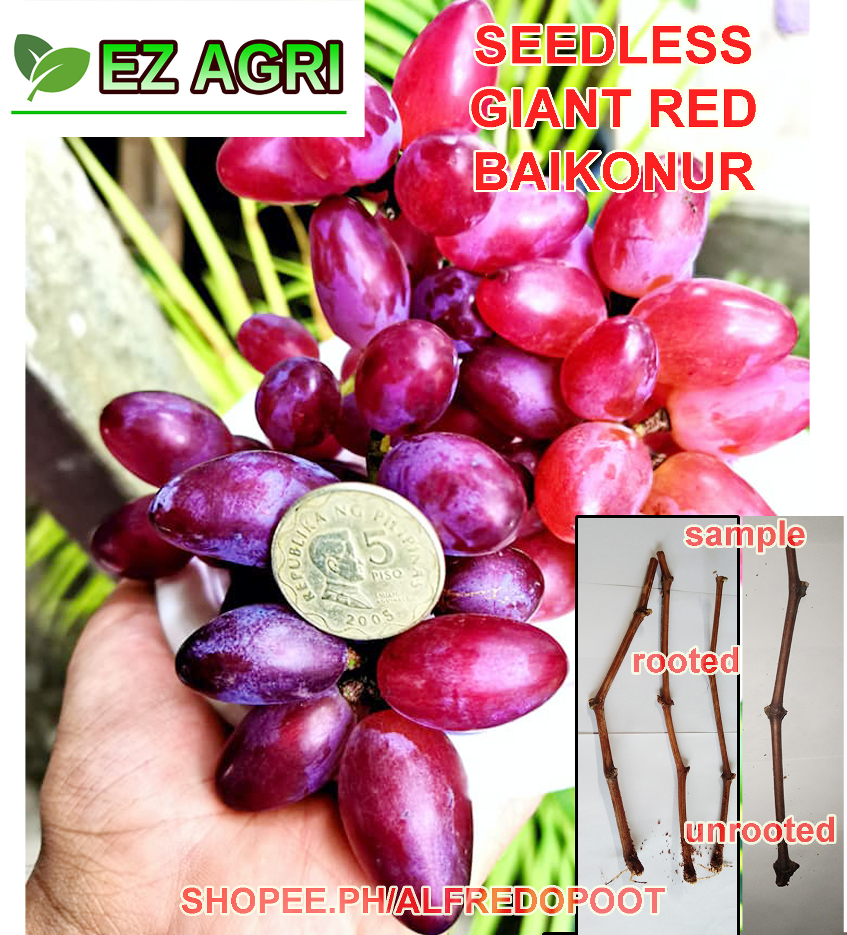 GIANT RED BAIKONUR Grape Cuttings SEEDLESS Fast SHIPPING NEPTUNE