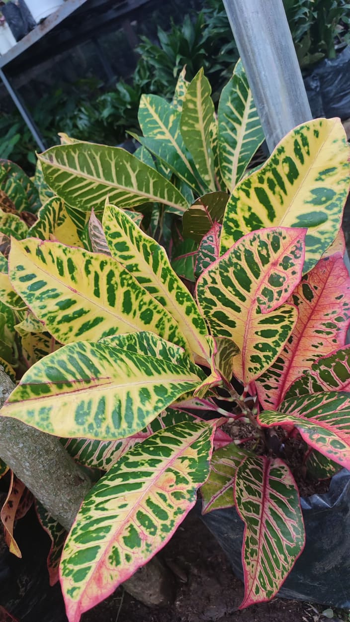 Croton Tricolor Deliciosa (included pot, pebbles and soil) Lazada PH