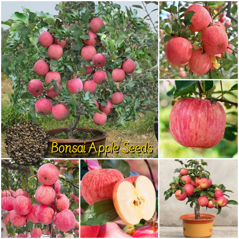 [Easy to grow in the Philippines] 35pcs Bonsai Apple Seeds for Sale