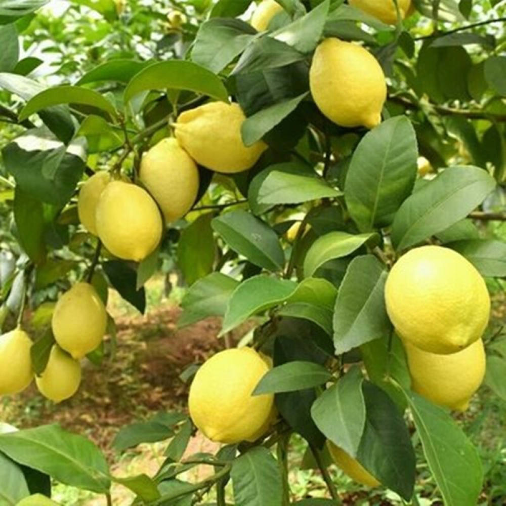 Lemon Tree Seeds for Sale Organic Fruit Seeds for Planting Fruits and