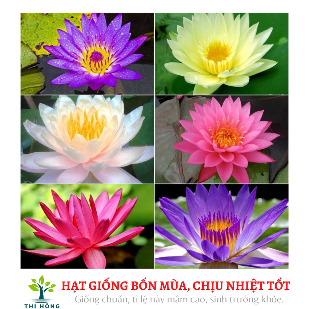 Hạt giống hoa súng mini nhiều màu 5H ( xuất xứ Nhật Bản)