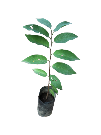 Native Atis Seedling plant live plants | Lazada PH