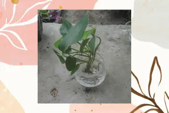 Heartleaf Philodendron Cuttings Buy Sell Online Garden Decor Ornaments With Cheap Price Lazada Ph