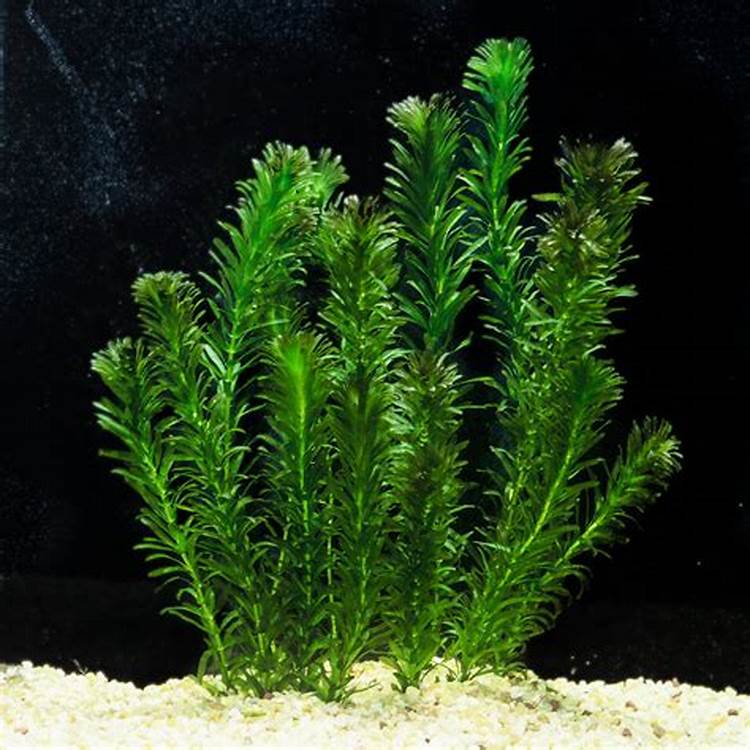 hydrilla aquatic plants to your aquarium 10 stems Lazada PH