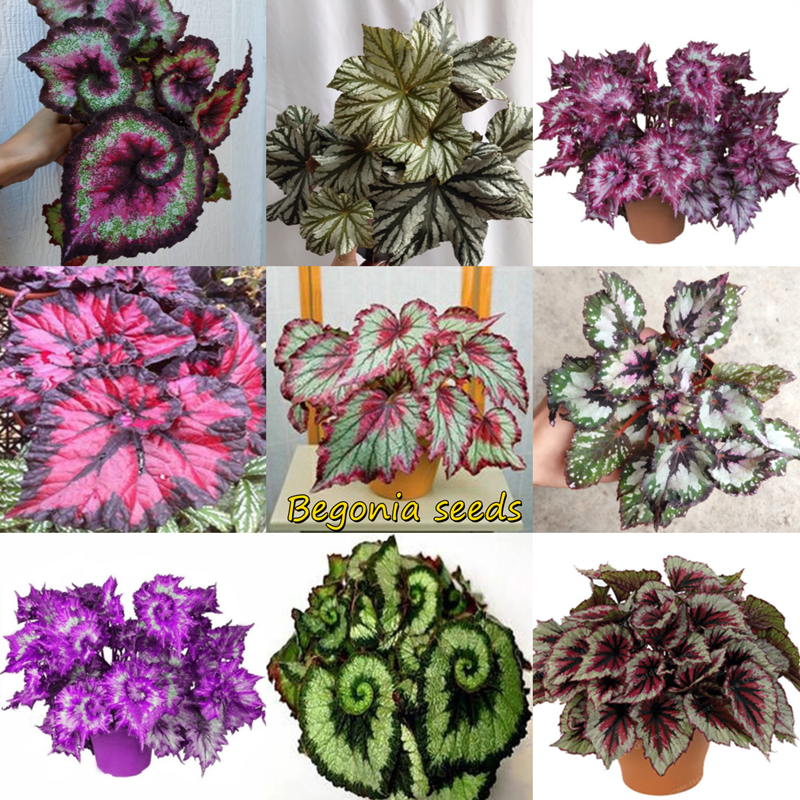 ปลูกง่าย ปลูกได้ทั่วไทย ของแท้ 100Ppcs บีโกเนีย Mixed Colorful Begonia Seeds (Hosta Plantaginea) Beautiful Flower Seeds เป็นไม้พุ่มอวบน้ำอายุยืน ไม้ฟอกอากาศ ใบลวดลายสวยงาม ต้นไม้ฟอกอากาศ ต้นไม้มงคล เมล็ดต้นบอนสี Plants Seeds for Home & Garden Planting