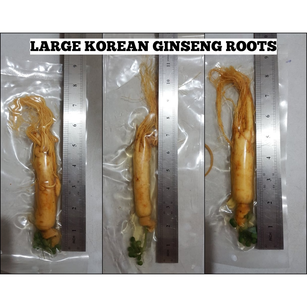 KOREAN GINSENG ROOT Dried and Fresh Korean Ginseng Roots Lazada PH