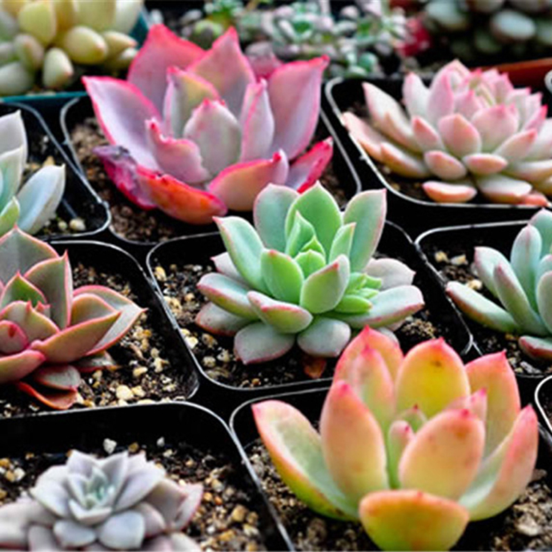 TGA 100 Pcs/Bag Real Mini Succulent Cactus Seeds Rare Perennial Herb Plants Bonsai