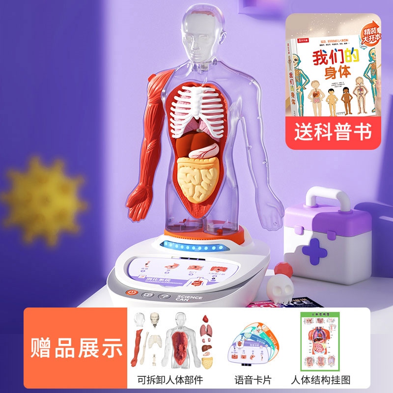 Science can human body skeleton model frame body structure of the