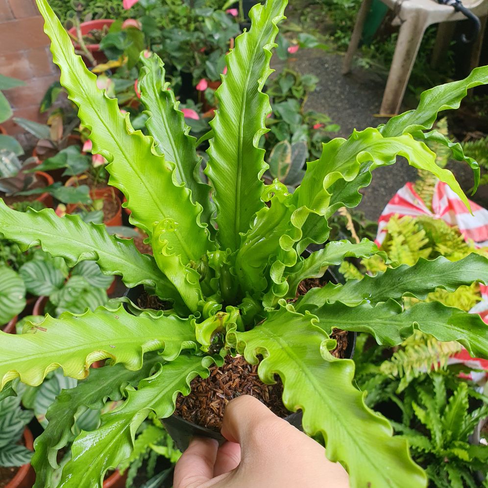 Asplenium Osaka Fern (Japanese Bird's Nest Fern) Lazada PH