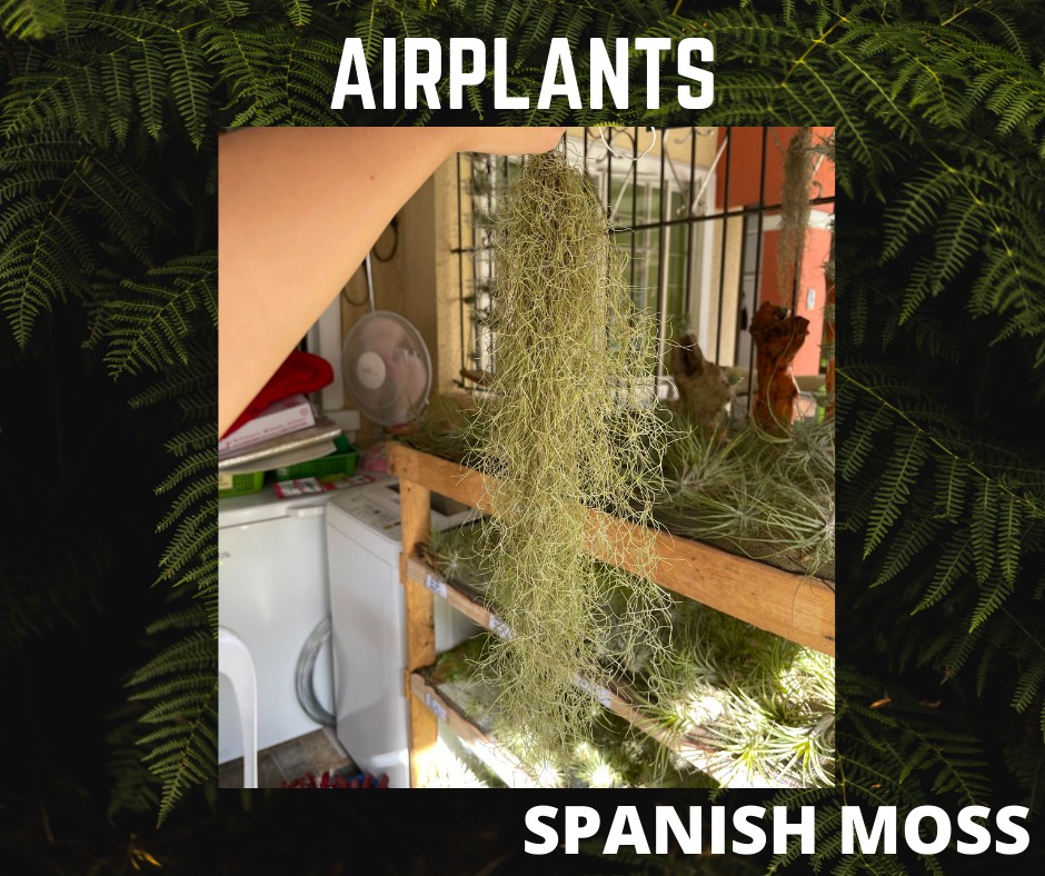 Spanish Moss Airplant Lazada PH