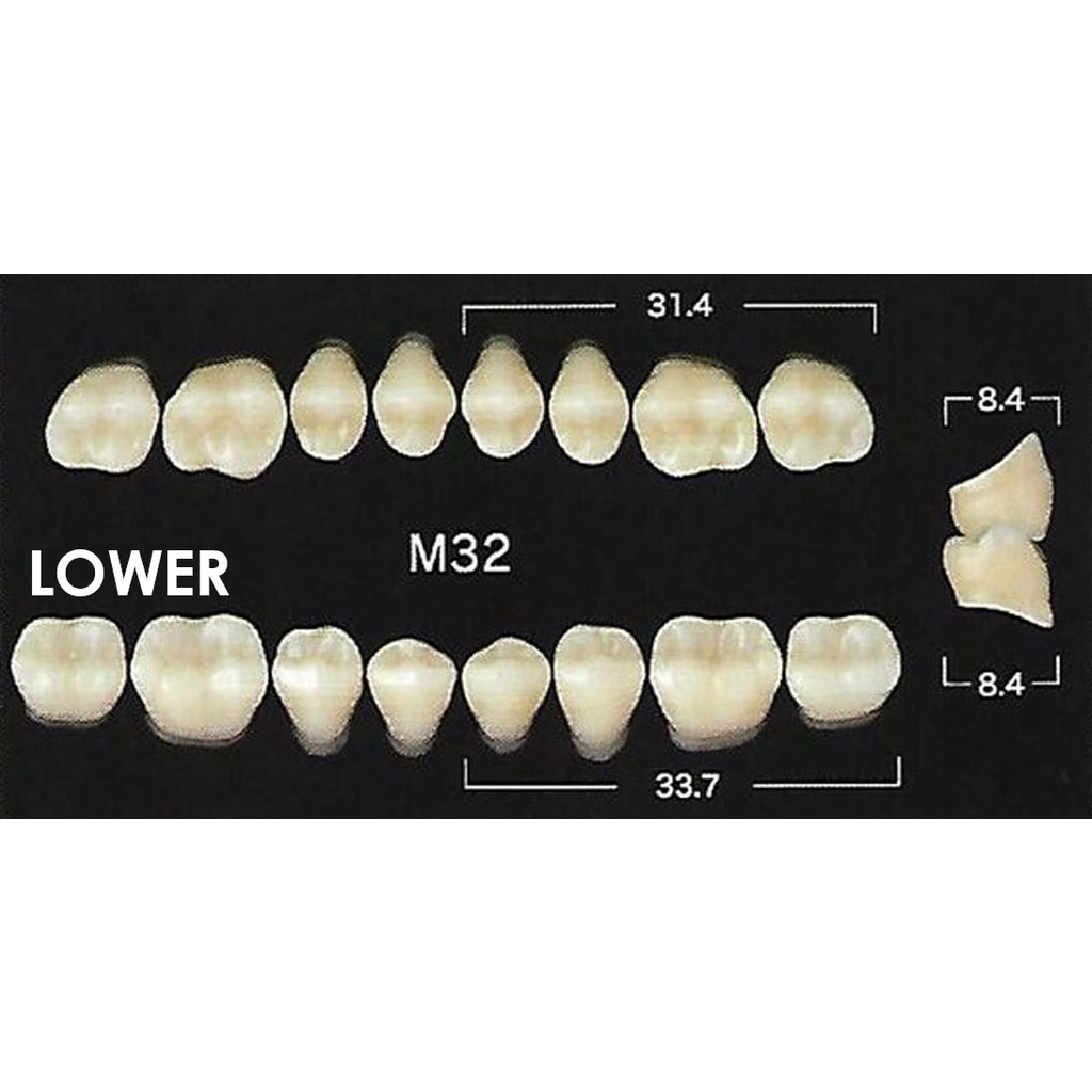 Yamahachi New Ace Acrylic Resin Teeth ( POSTERIOR UPPER AND LOWER