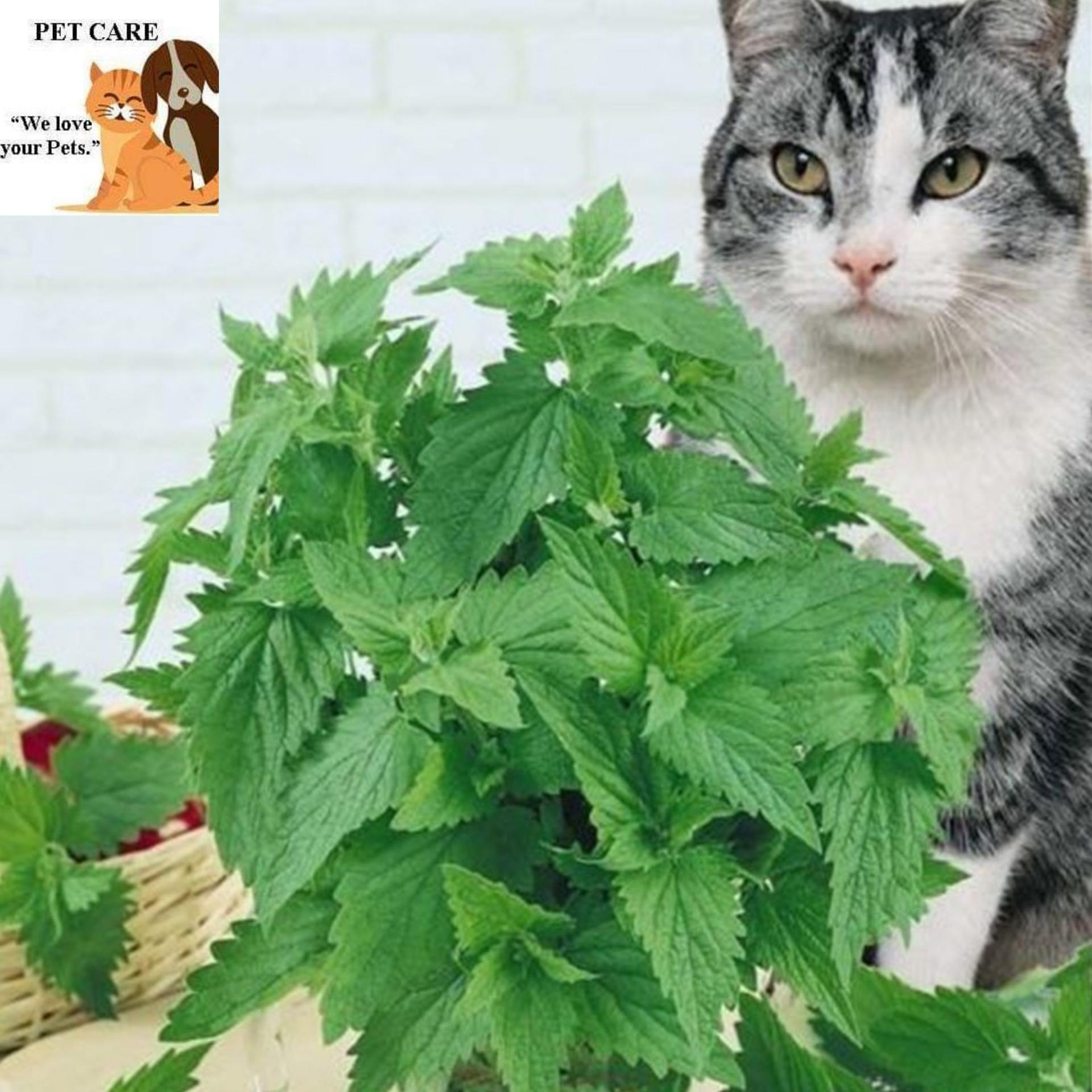 А мы пахнем кошачьей мятой и листвой. Котовник кошачий (мята Кошачья). Котовник кошачий (Nepeta cataria). Котовник кошачий бархат. Котовник лимонный бархат.