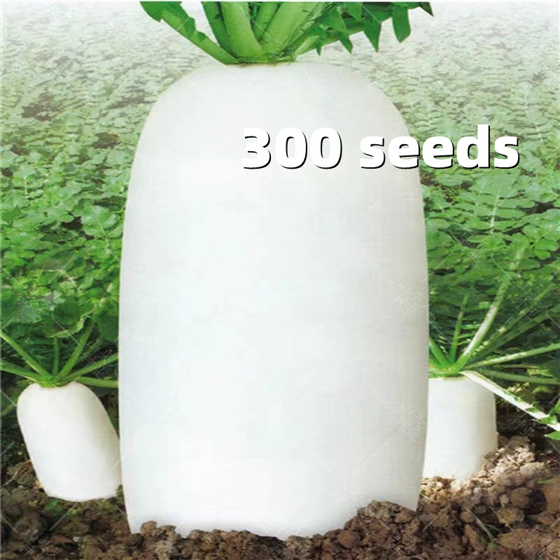 Radish Seeds - Speedy Variety Radish Vegetable Seeds for Planting ...