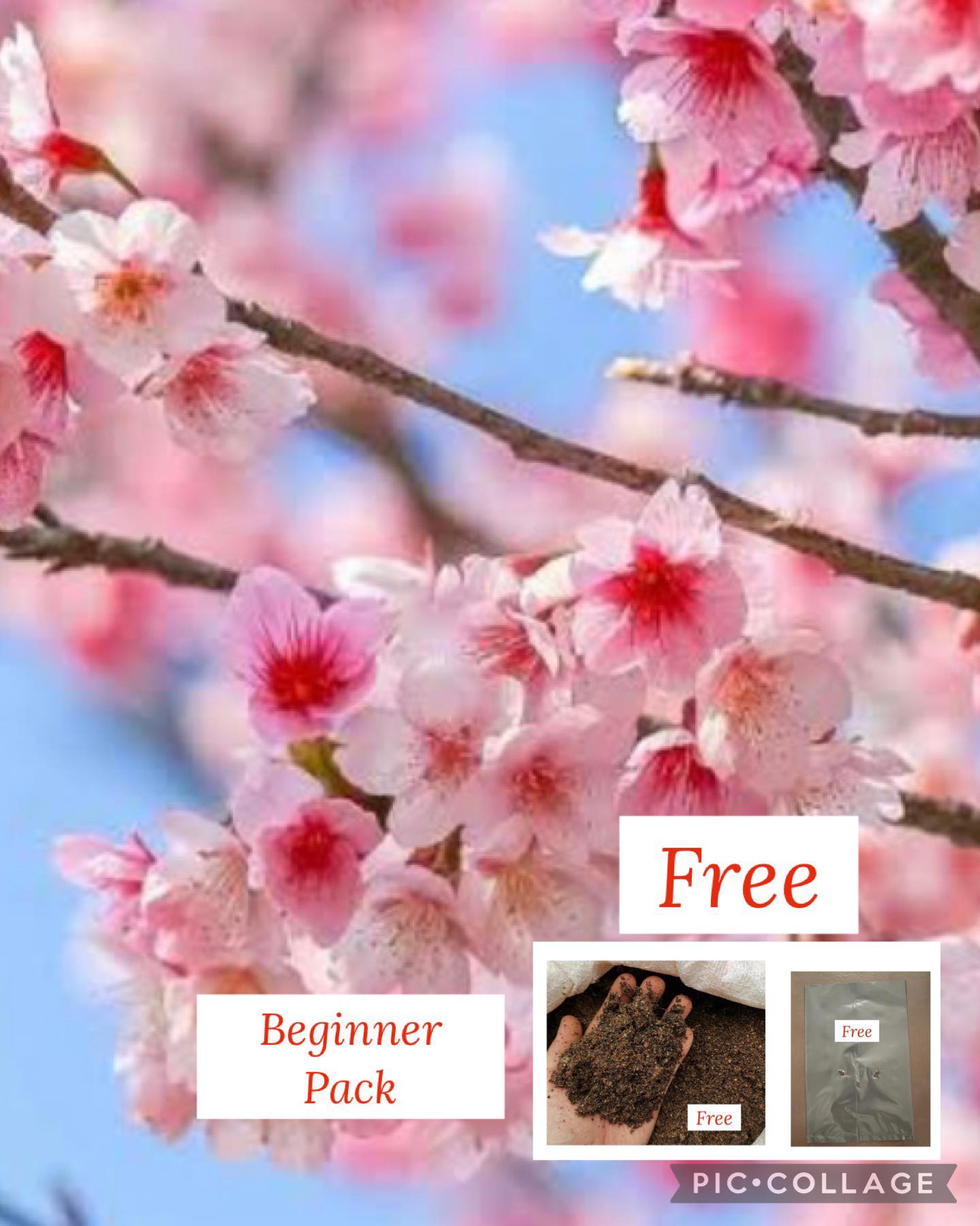Palawan Cherry blossom Seeds Begginer Pack "Free Pot and Fertilizer and