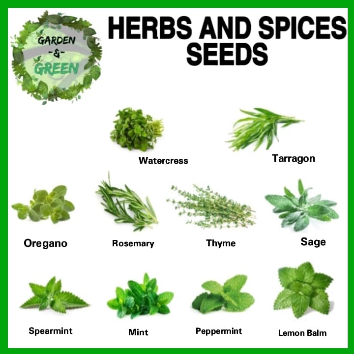 Herbs and Spices seeds ︎thyme ︎spearmint ︎mint ︎lemon balm ︎oregano