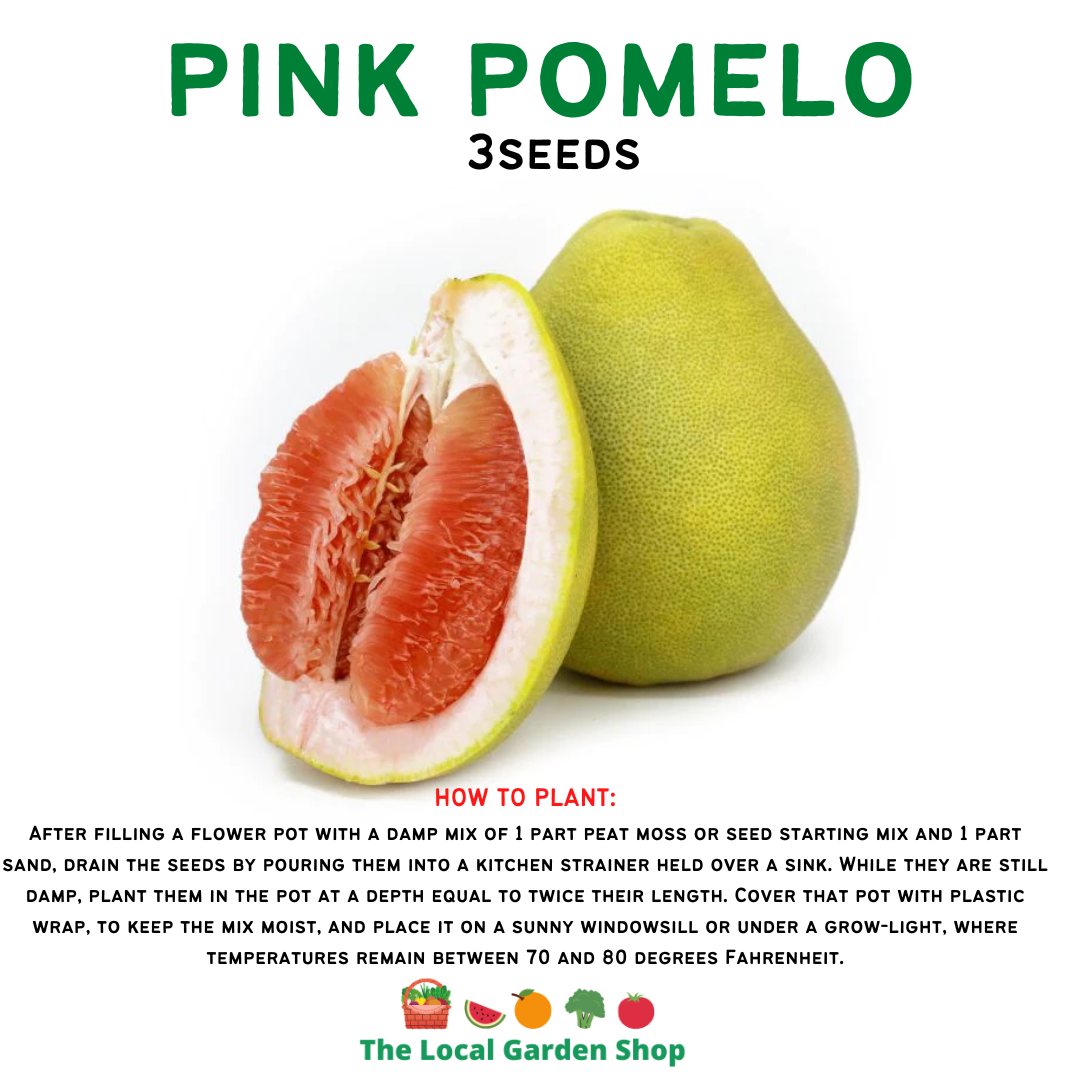 POMELO / SUHA SEEDS 3seeds (DAVAO POMELO) Lazada PH
