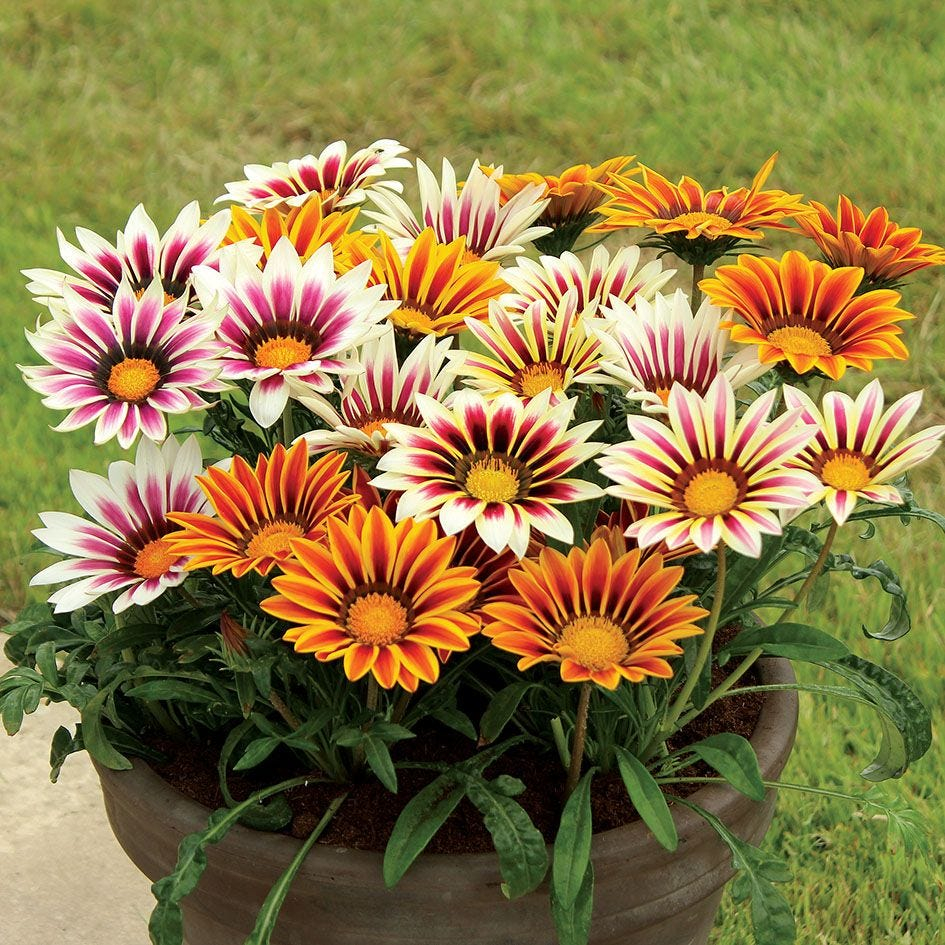 biji bunga import gazania sunshine biji bunga matahari africa bunga ...