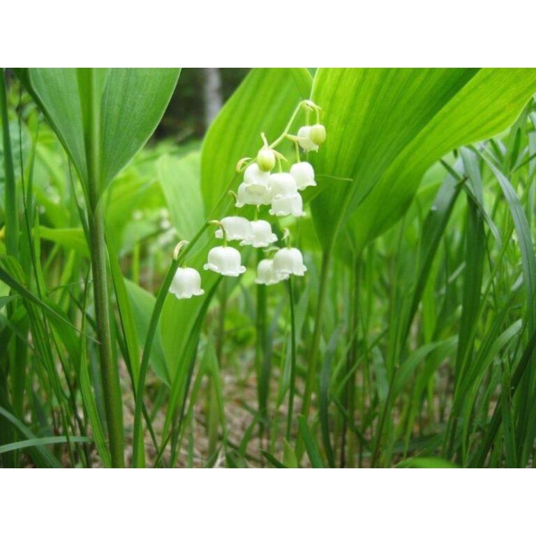 MA444 Hạt Giống 10 hạt Hoa Linh Lan